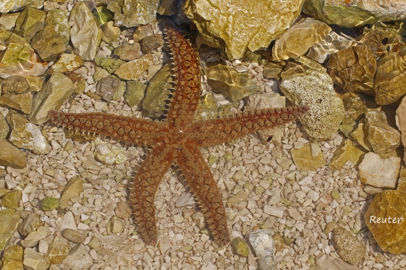 Eisseestern _Marthasterias glacialis_.jpg